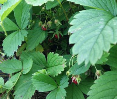 Wild Strawberry - Fragaria virginiana