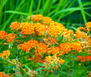 Butterflyweed - Asclepias tuberosa