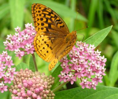 Swamp milkweed - Asclepias incarnata