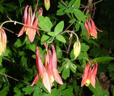 Wild columbine - Aquilegia canadensis