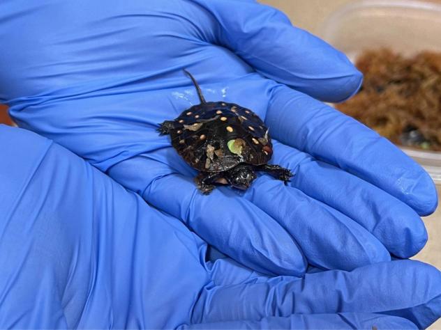 A close up of a baby turtle in the palm of a gloved hand