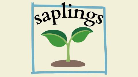 24-25 Saplings