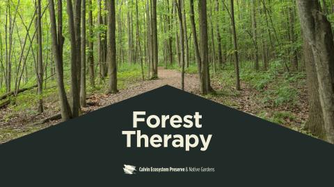 Drupal header with trees in background