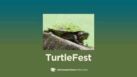 title header with turtle on a log