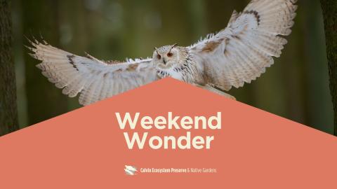 header with owl in flight under event title