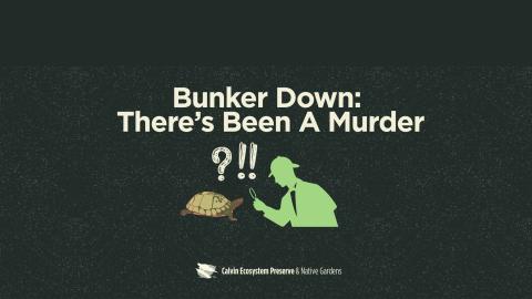 title header with detective/turtle/mystery punctuation