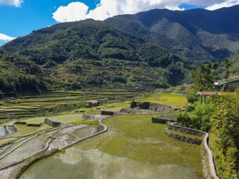 rice terraces, with a mountain in the distance, and a small house on the right side of the photo