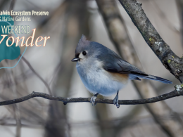 weekend wonder birds