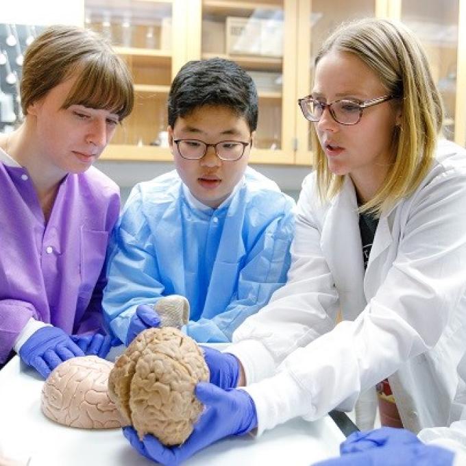 Calvin professor and students with a model of a brain in the lab