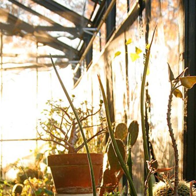 a potted plant in a greenhouse, the sun shining in the background