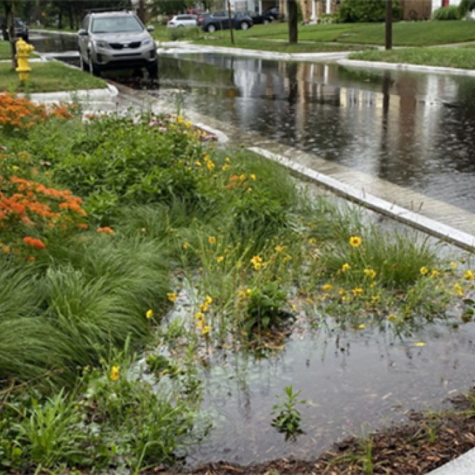 Rain Garden in Action