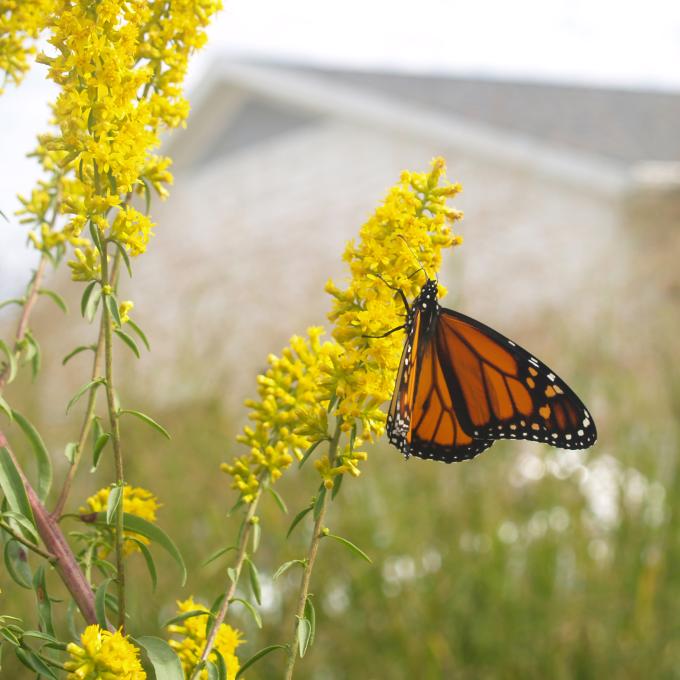 Monarch Butterfly on Goldenrod