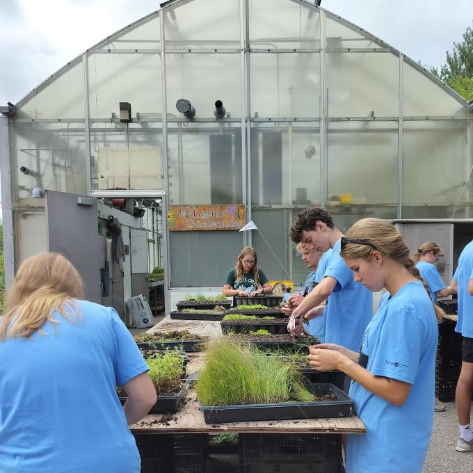 Students transplanting native plant plugs outside a greenhouse