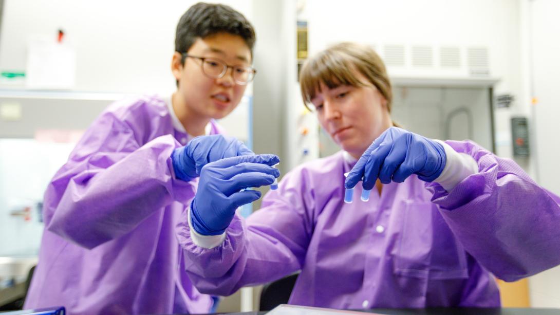 Two calvin students in purple lab coats and blue gloves examine test tubes in a lab.
