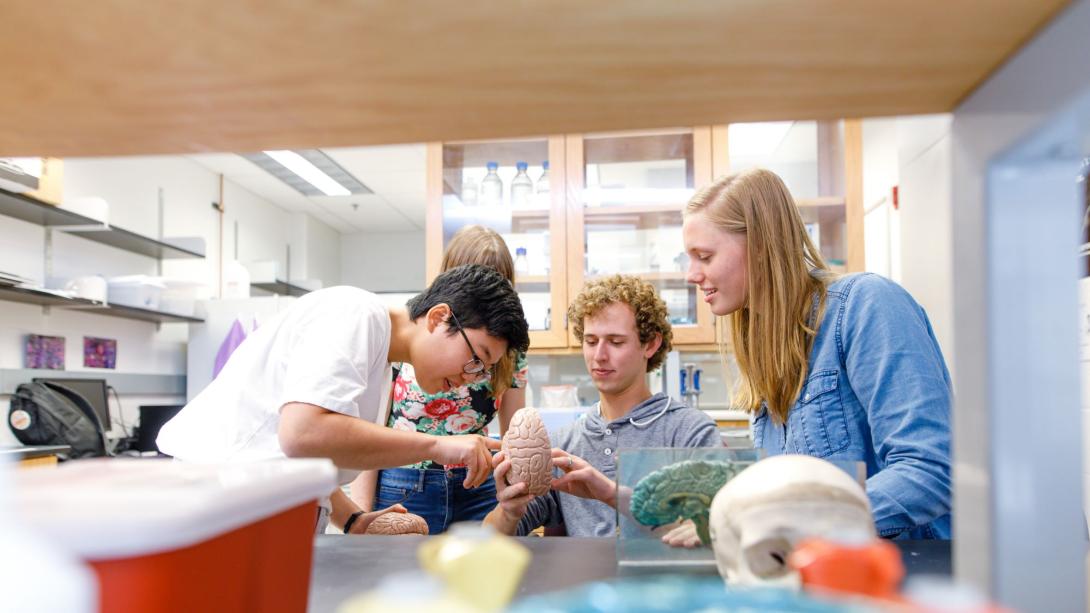 Students studying a model brain