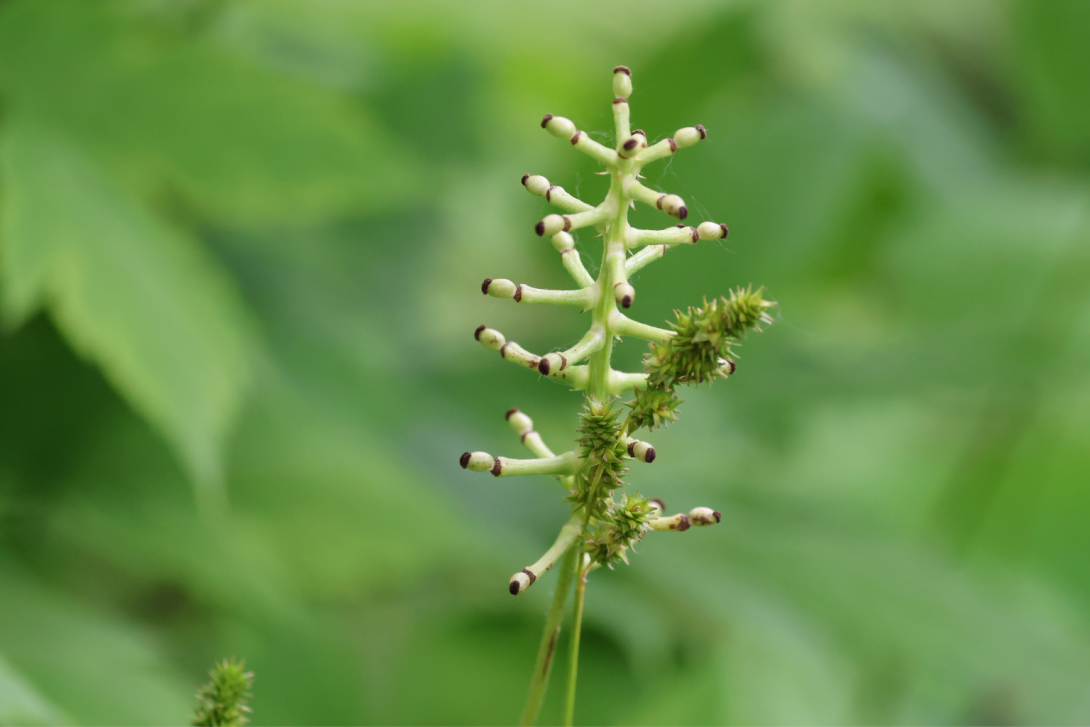 Actaea pachypoda plant