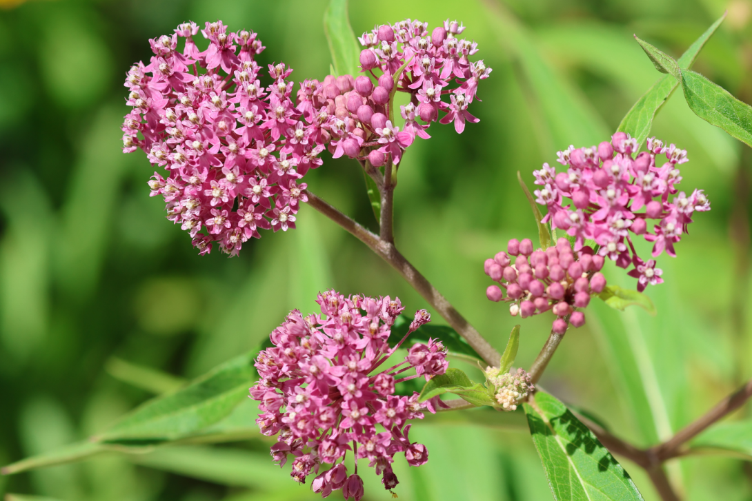 Asclepias exaltata in bloom, blooming