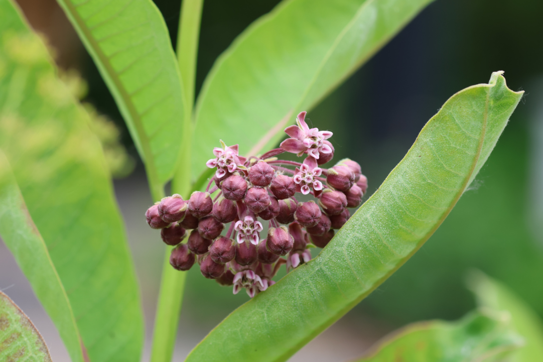 Asclepias syriaca in bloom, blooming