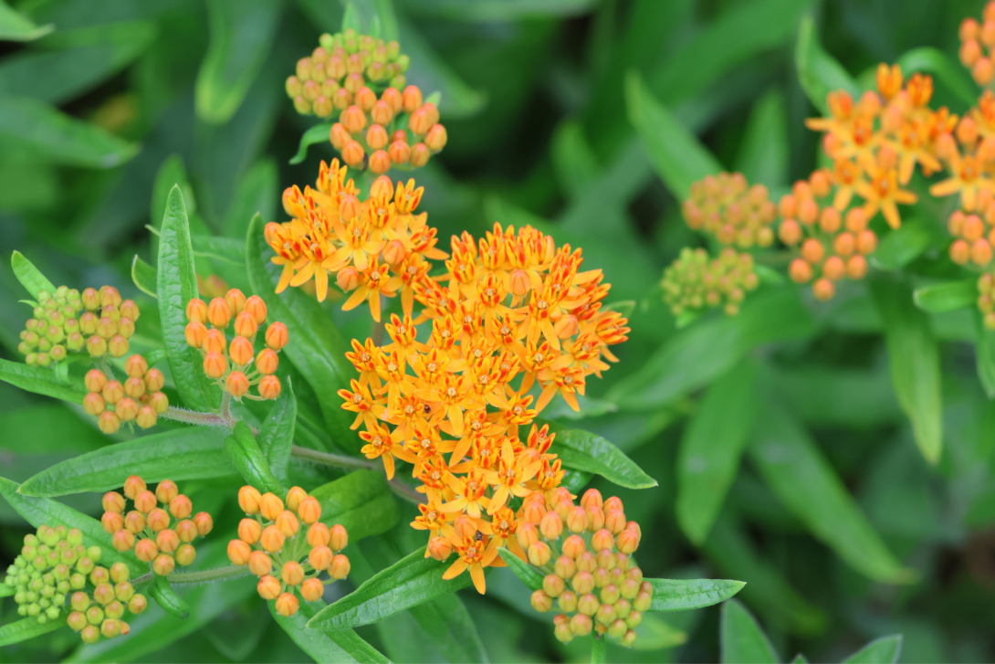 Asclepias tuberosa in bloom, blooming