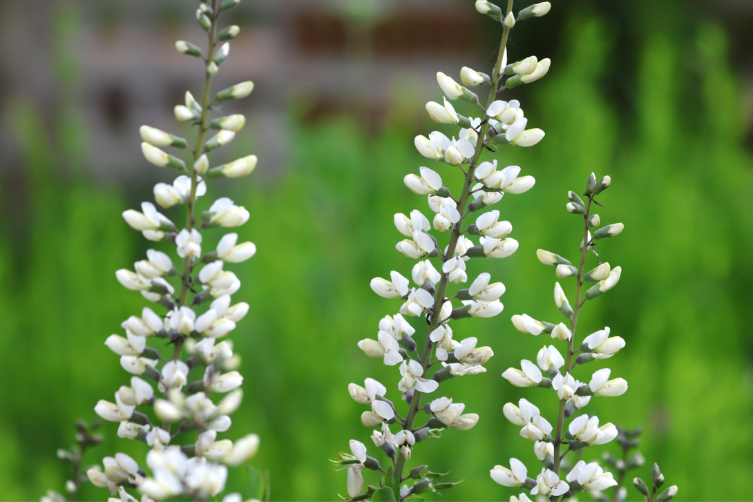 Baptisia lactea in bloom, blooming