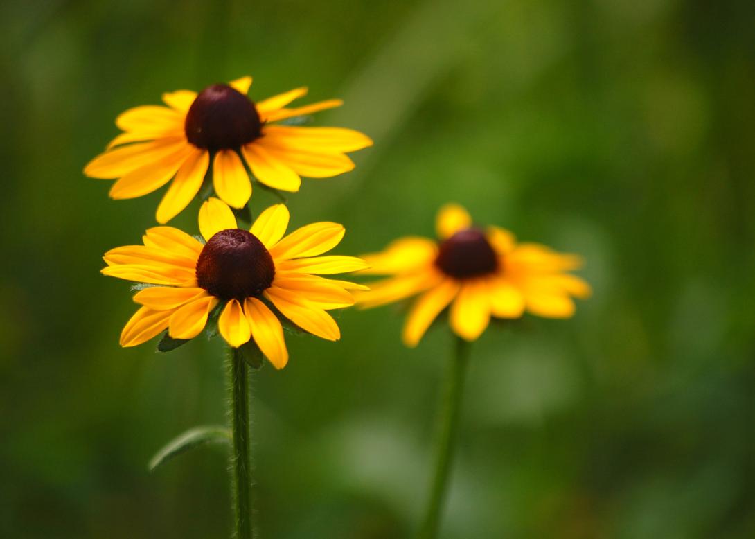 Black-eyed susan
