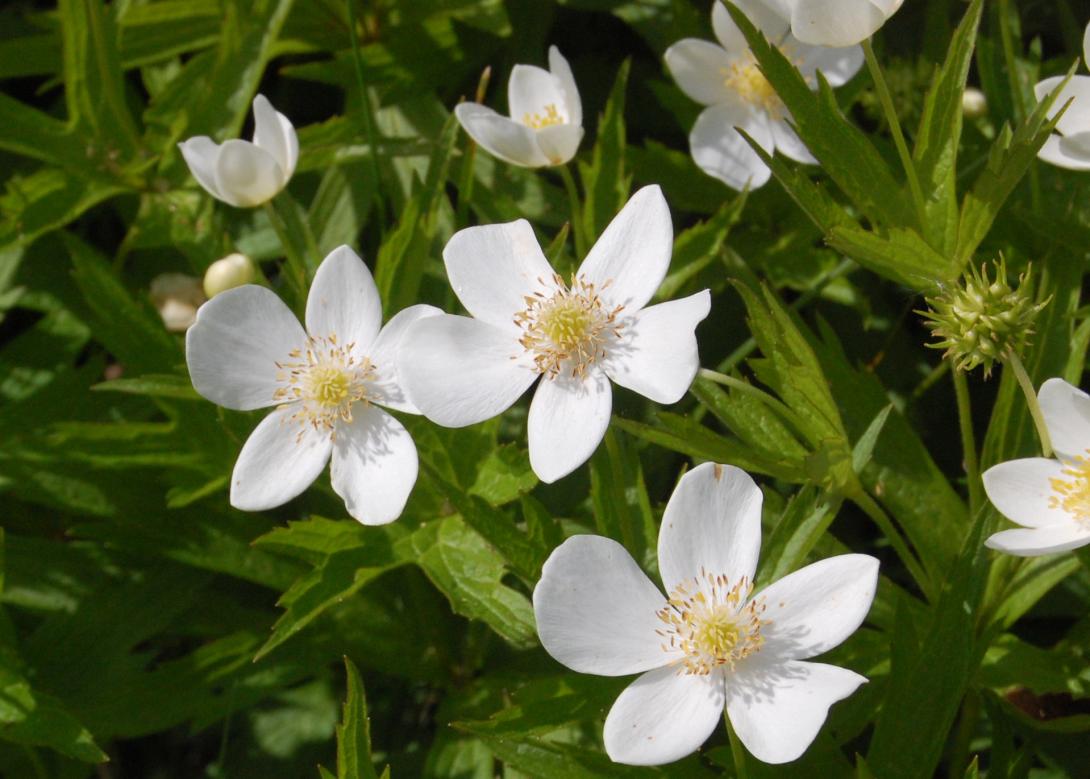 Canada Anemone