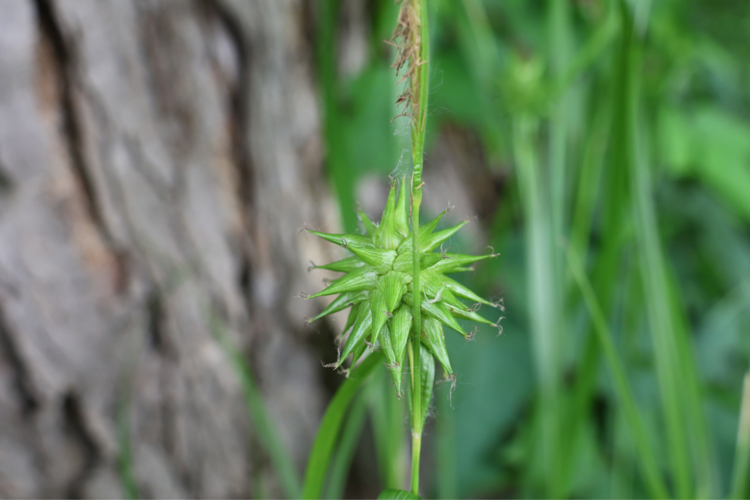 Carex grayi in bloom, blooming