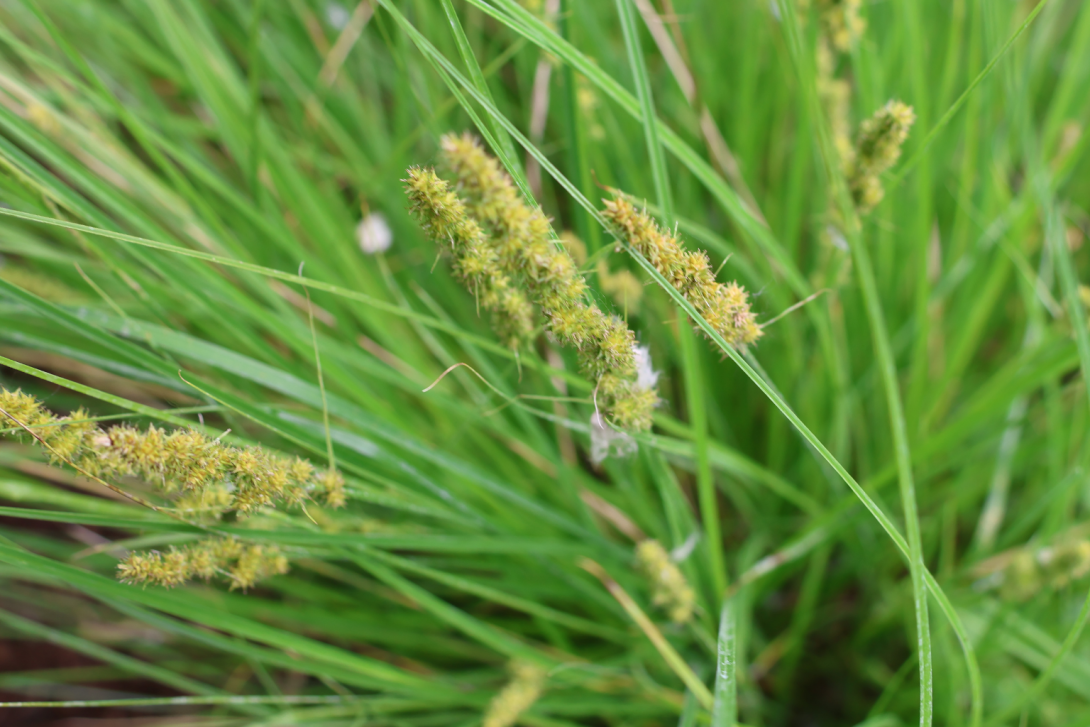 Carex vulpinoidea in bloom, blooming