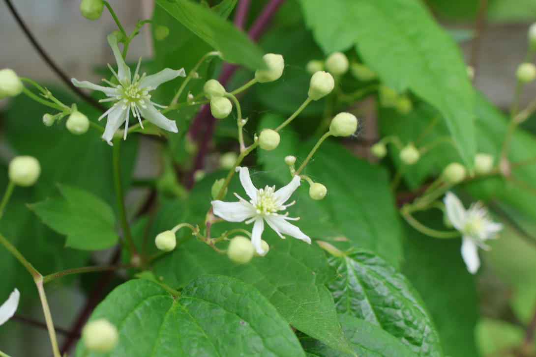 Clematis virginiana in bloom, blooming