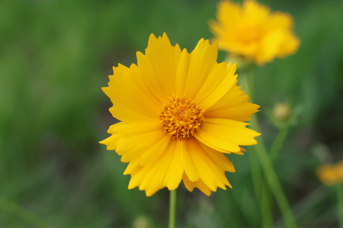 Coreopsis lanceolata in bloom, blooming