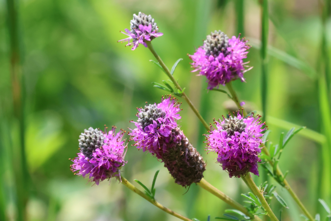 Dalea-purpurea in bloom, blooming