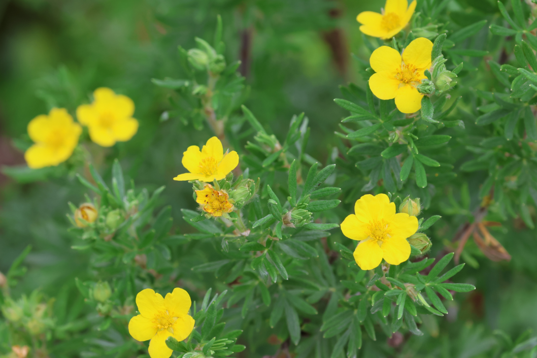 Dasiphora-fruticosa in bloom, blooming