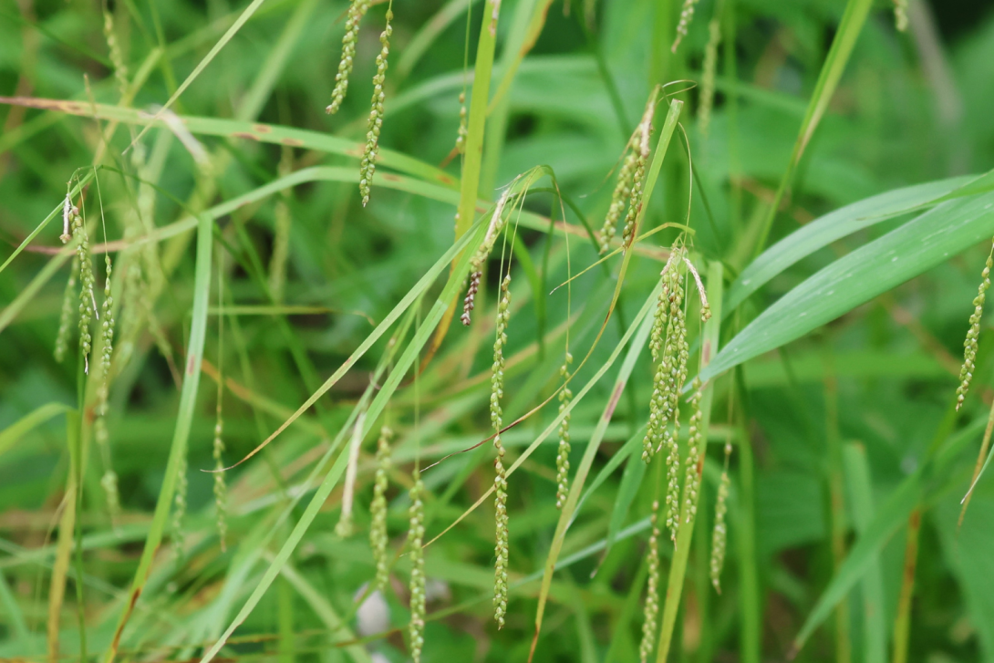 Diarrhena-obovata in bloom, blooming
