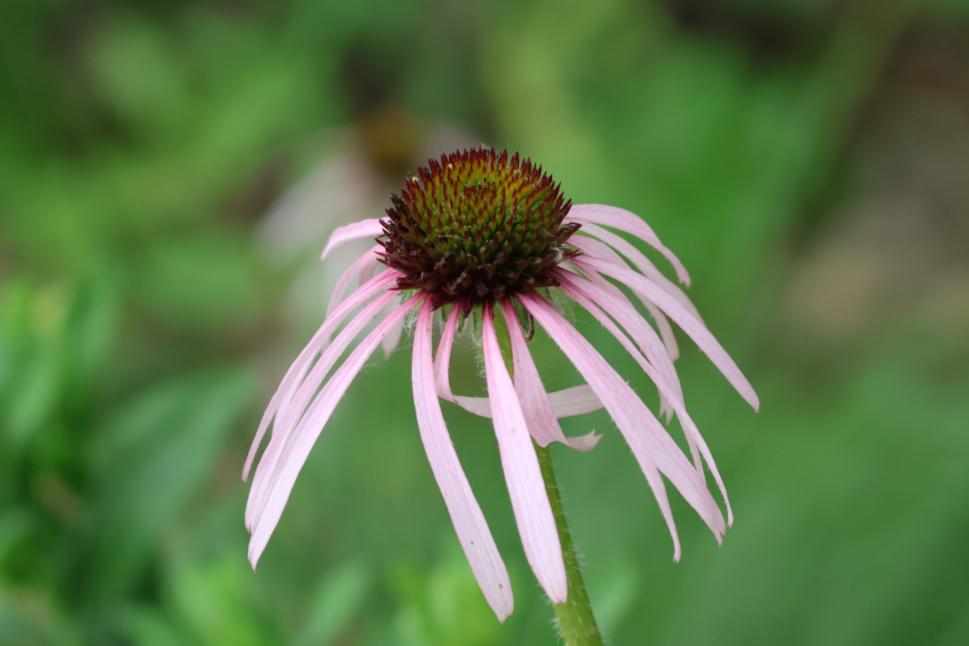 Echinacea-pallida in bloom, blooming