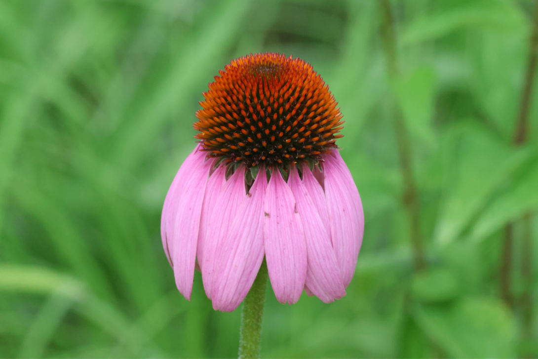 Echinacea-purpurea in bloom, blooming