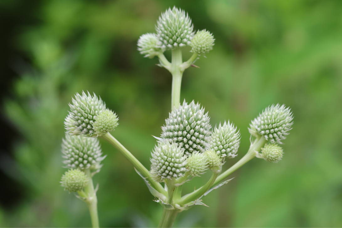 Eryngium-yuccifolium in bloom