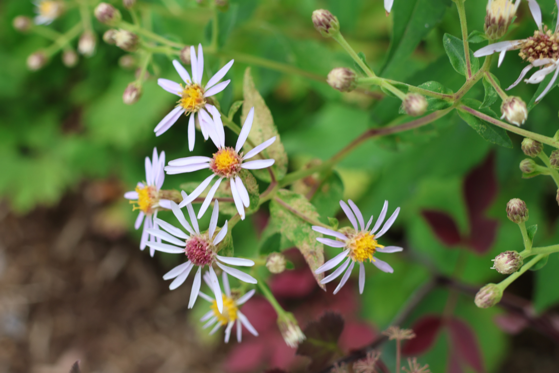 Eurybia-macrophylla in bloom, blooming