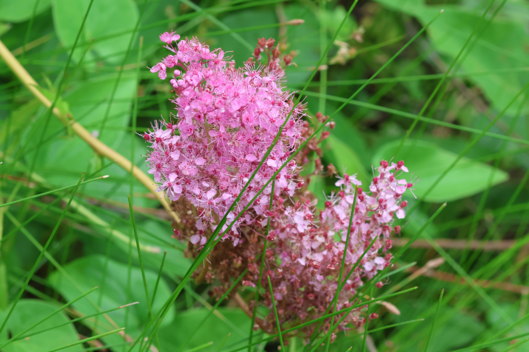 Filipendula-rubra in bloom, blooming