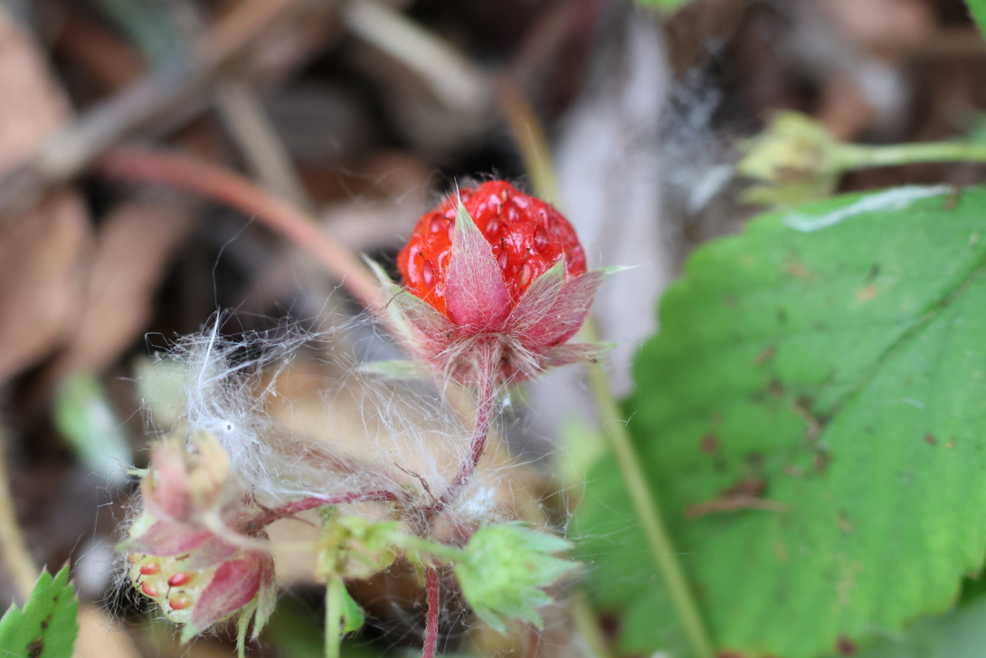 Fragaria-virginiana in bloom, wild strawberry
