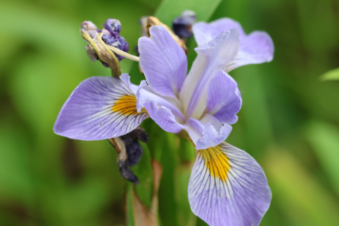 Iris-virginica in bloom, blooming