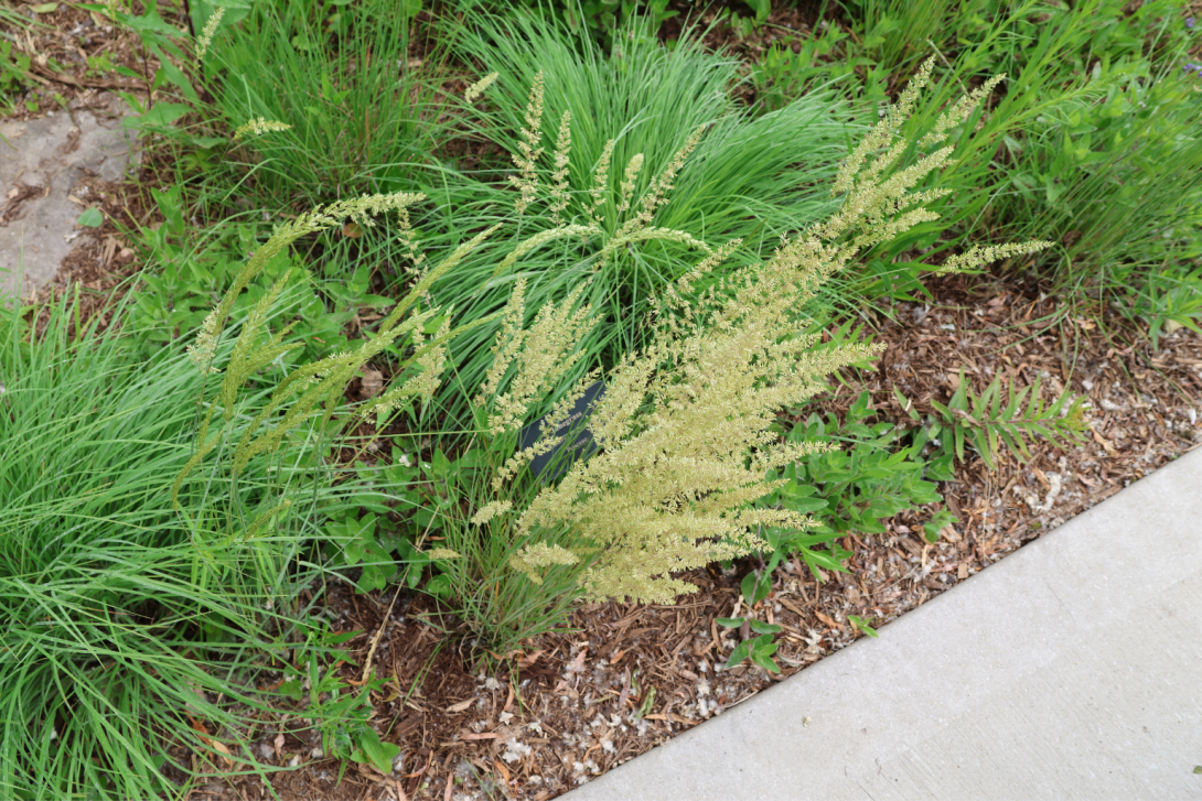 Koeleria-macrantha in bloom, blooming