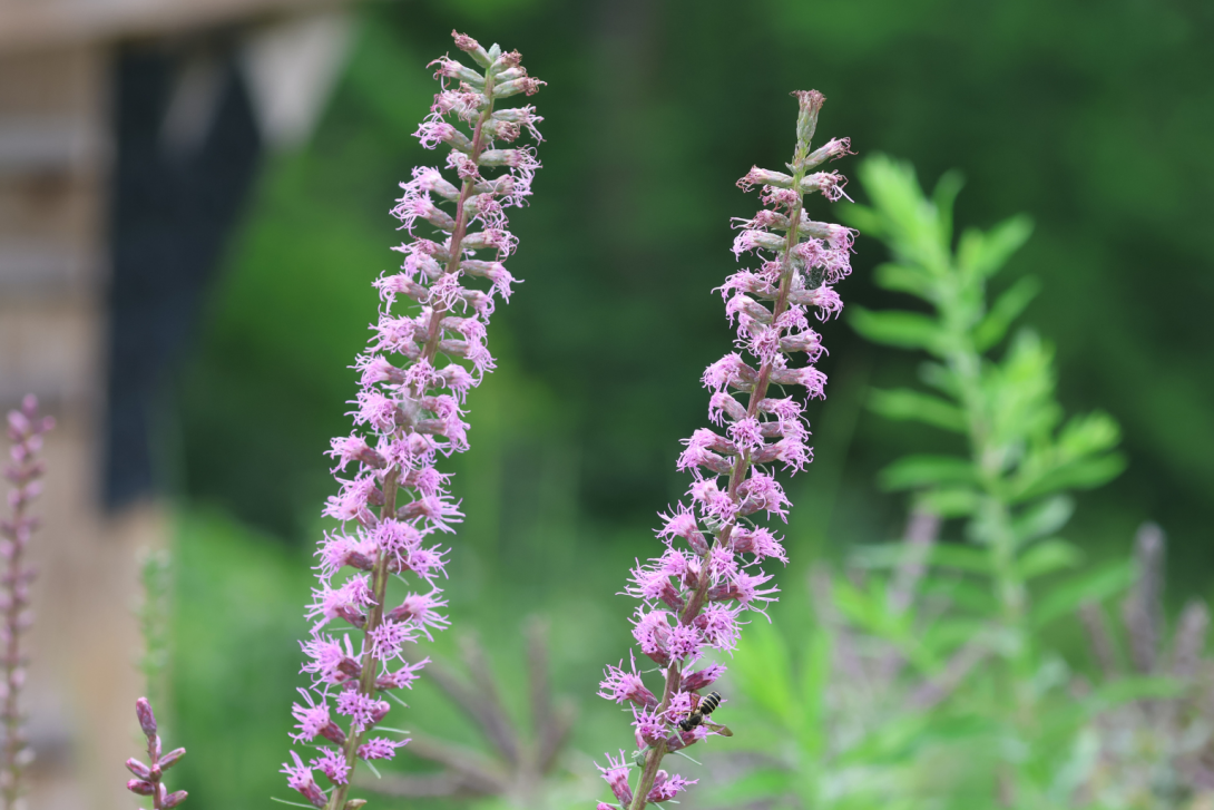 Liatris-spicata in bloom, blooming aka Marsh Blazingstar