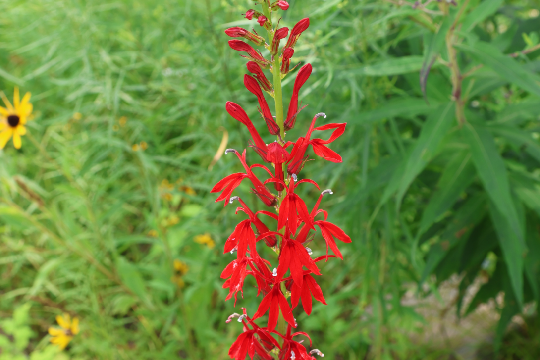 Lobelia-cardinalis in bloom
