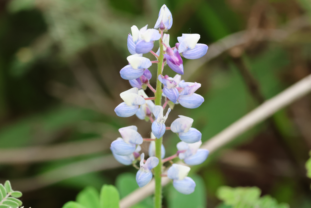 Lupinus-perennis in bloom, blooming