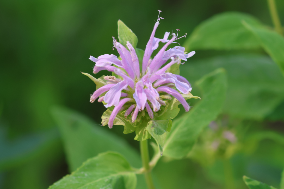 Monarda-fistulosa in bloom, blooming