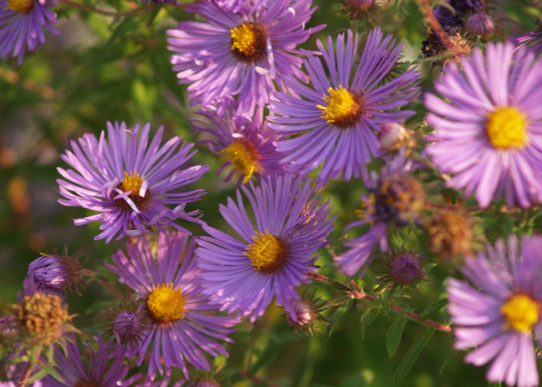 New England Aster