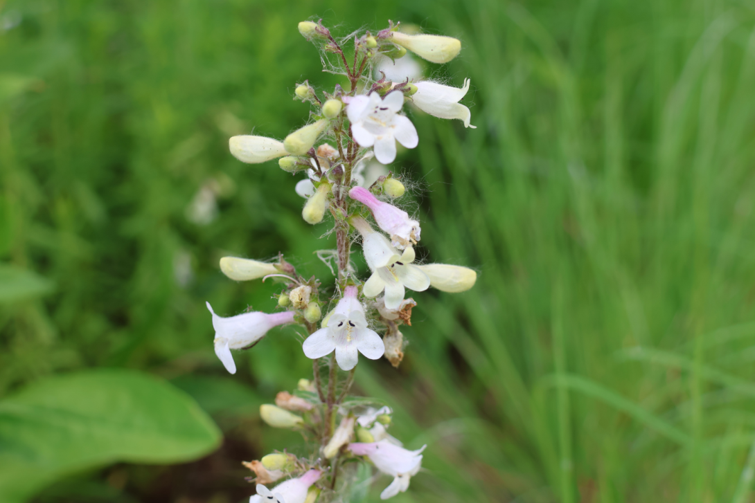 Penstemon-digitalis in bloom, blooming