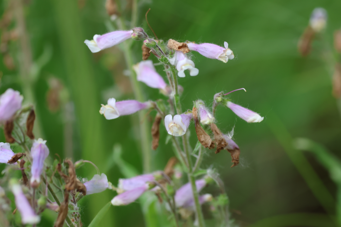 Penstemon-hirsutus in bloom, blooming