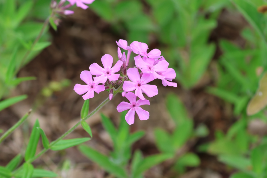 Phlox-pilosa in bloom, blooming