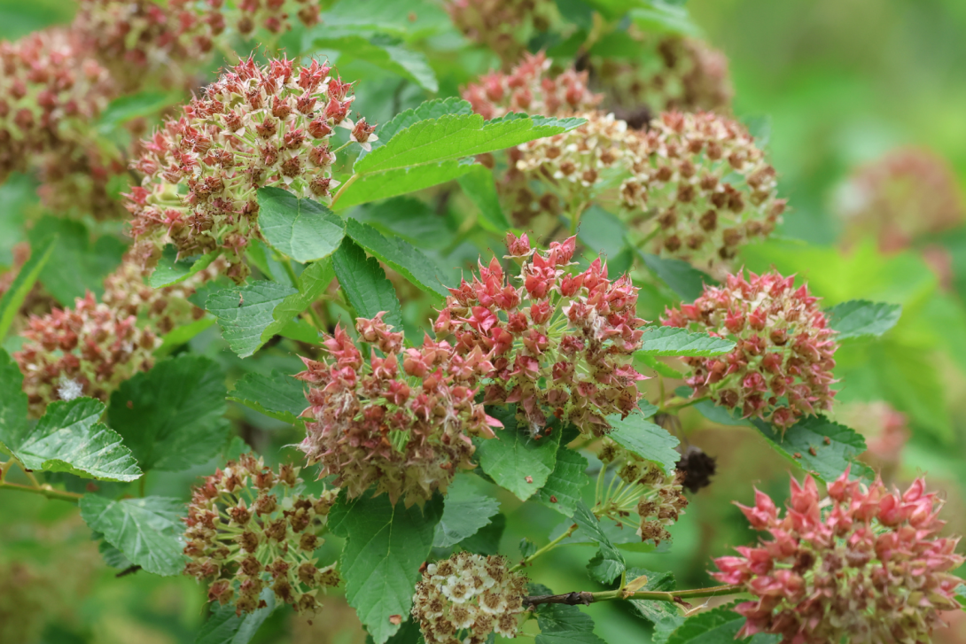 Physocarpus-opulifolius in bloom, blooming